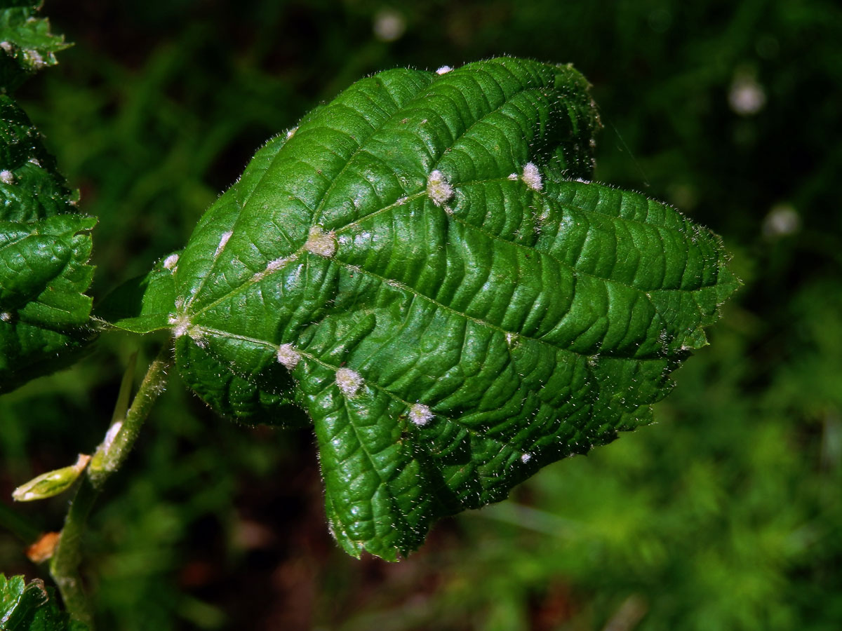 Hálky vlnovníka Eryophyes exilis