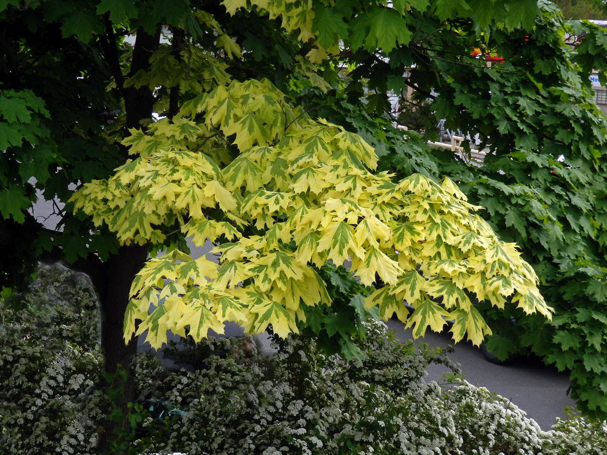 Javor mléč (Acer platanoides L.) s větví s panašovanými listy