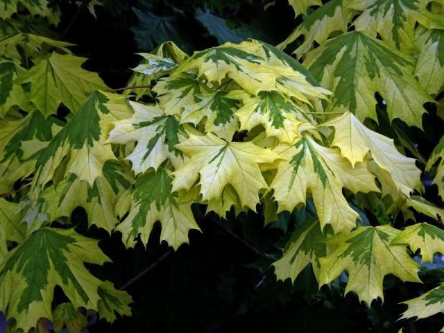 Javor mléč (Acer platanoides L.) s větví s panašovanými listy