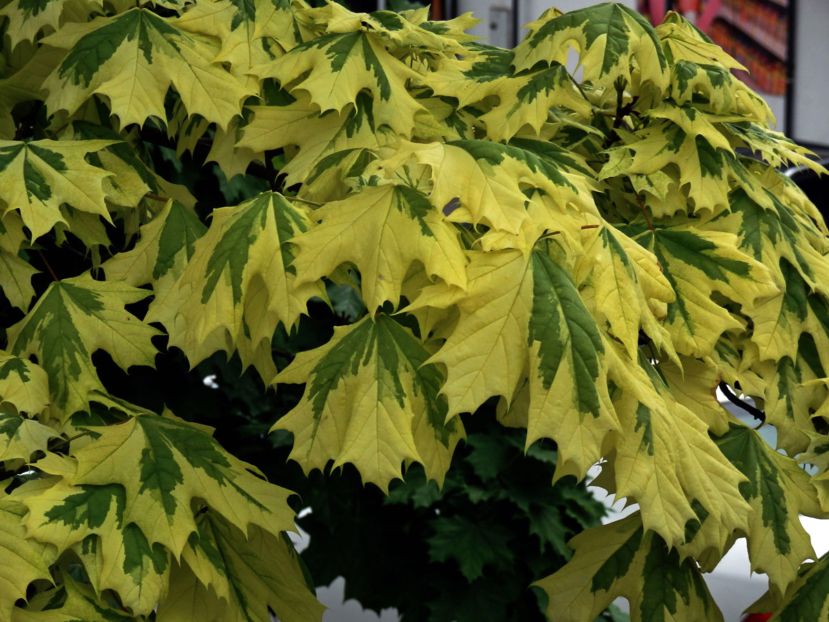 Javor mléč (Acer platanoides L.) s větví s panašovanými listy