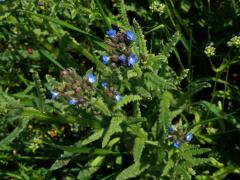 Prlina rolní (Lycopsis arvensis L.)