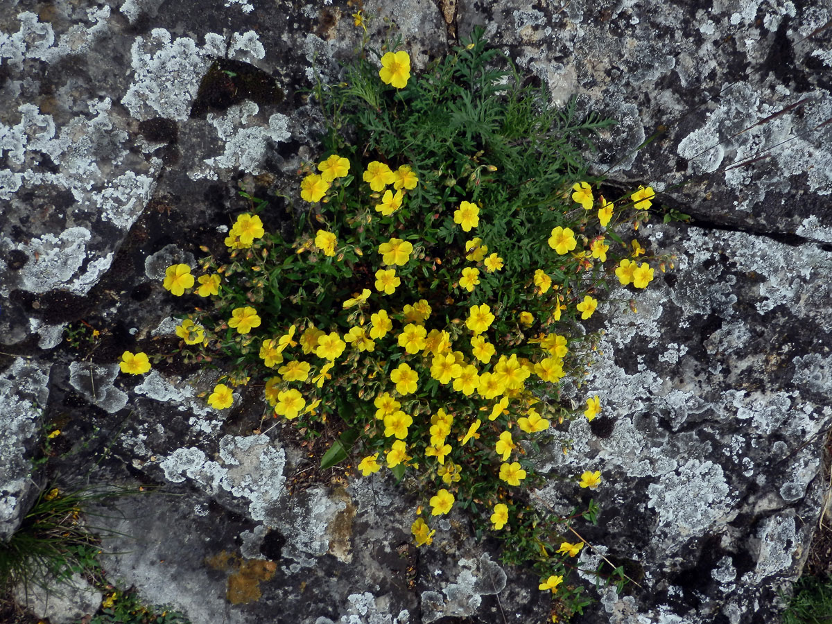 Devaterník velkokvětý (Helianthemum grandiflorum (Scop.) DC.)