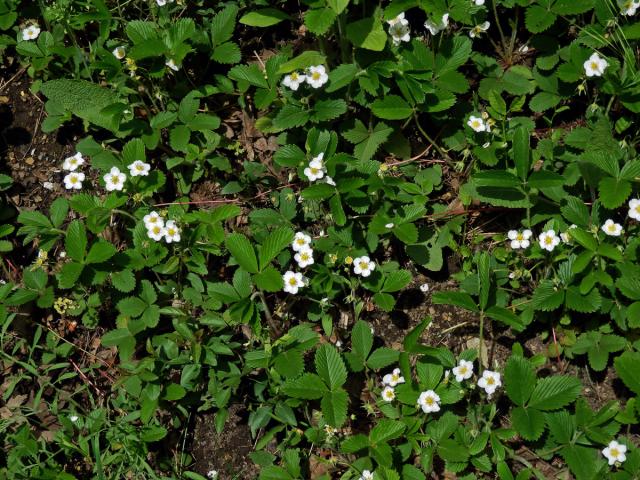 Jahodník truskavec (Fragaria moschata (Duchesne) Weston)