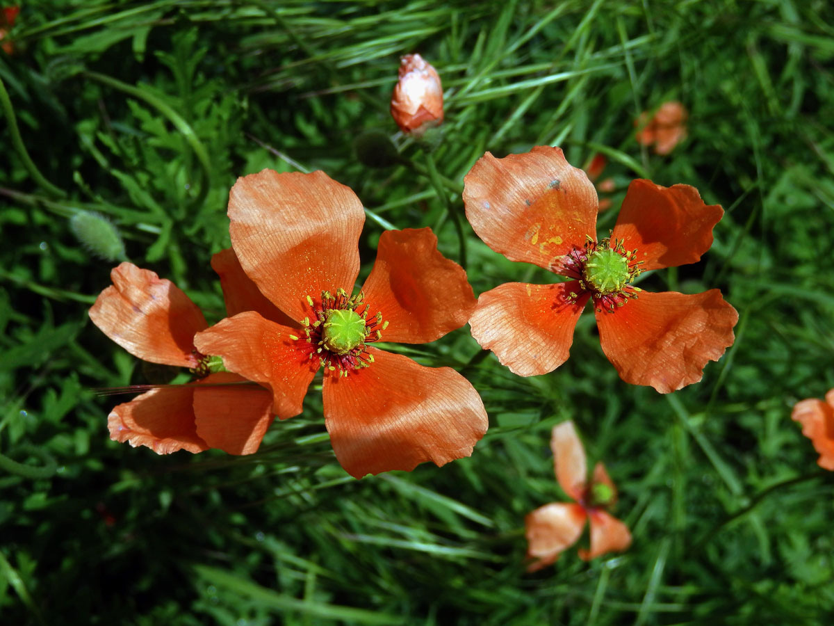 Mák časný (Papaver confine Jord.)