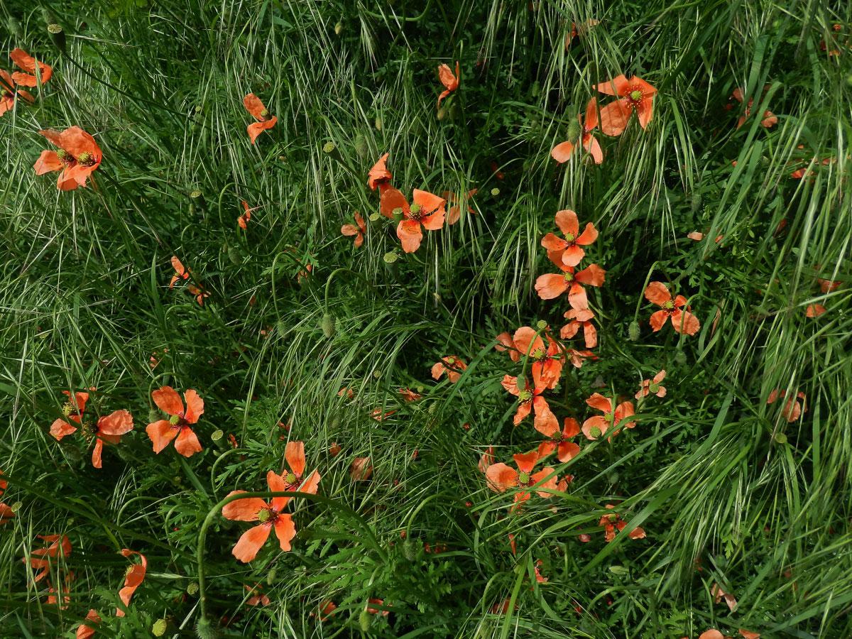 Mák časný (Papaver confine Jord.)