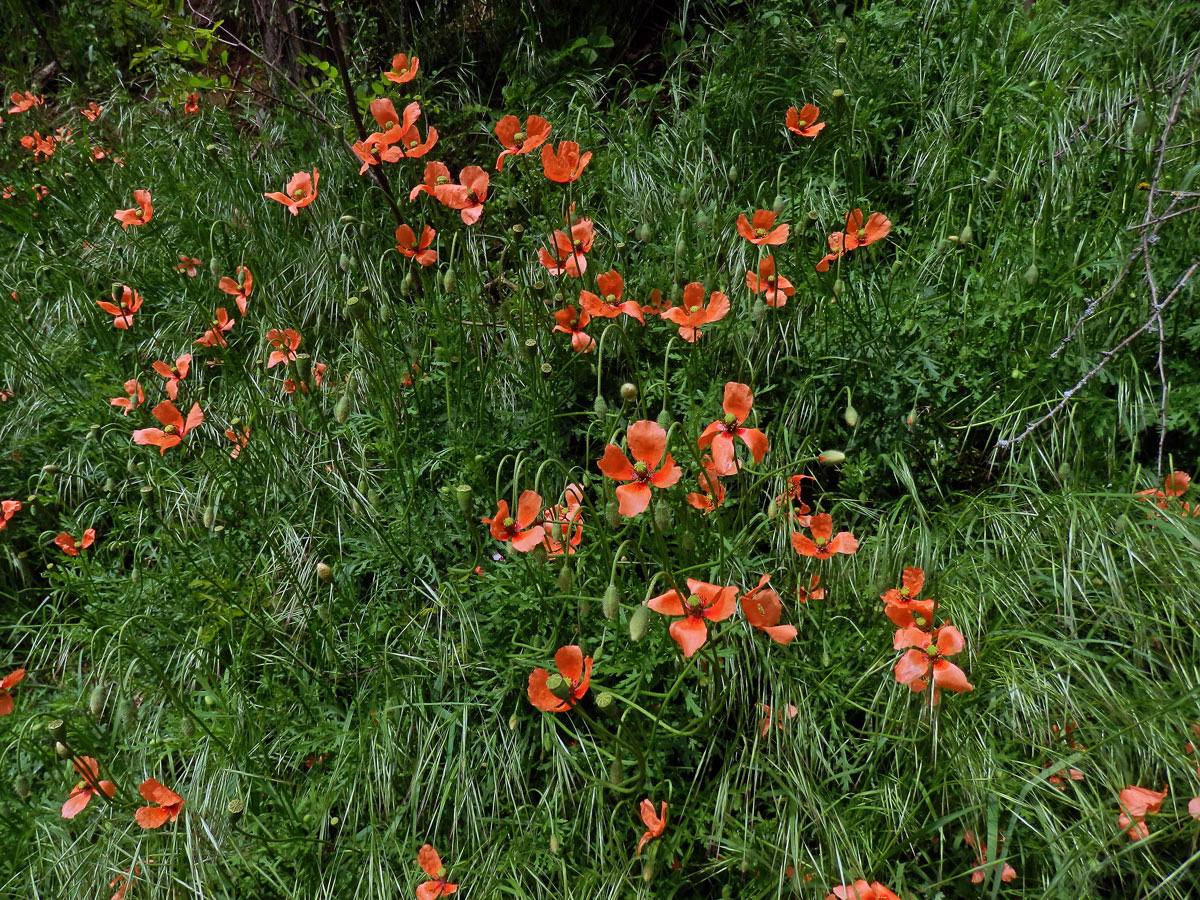 Mák časný (Papaver confine Jord.)