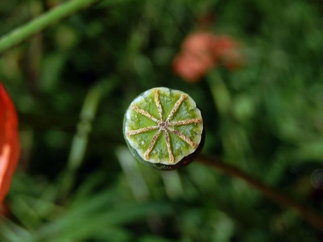 Mák časný (Papaver confine Jord.)