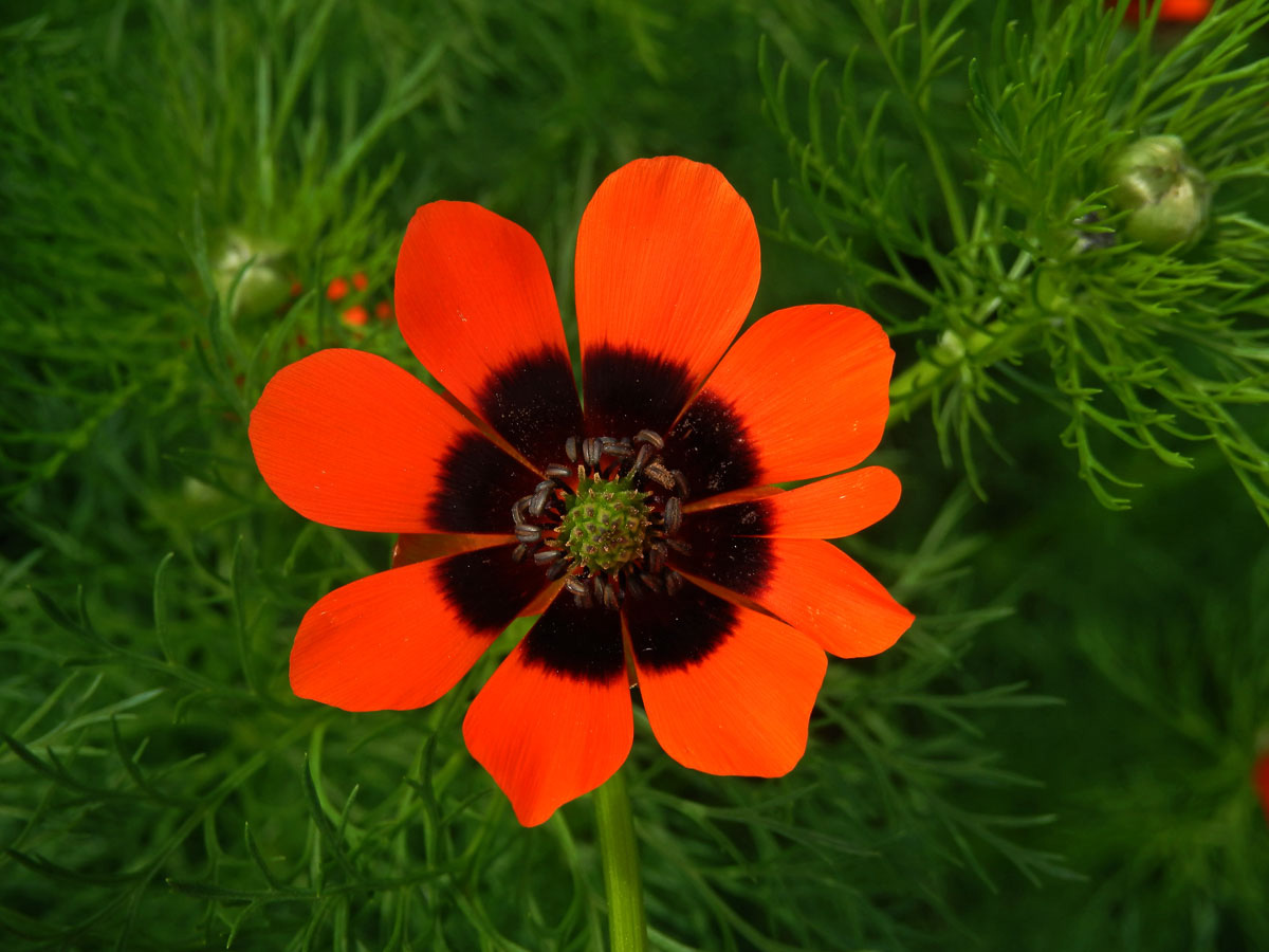 Hlaváček letní (Adonis aestivalis L.)