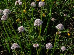 Kozlík dvoudomý (Valeriana dioica L.)