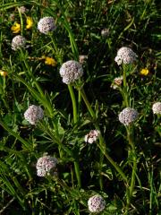 Kozlík dvoudomý (Valeriana dioica L.)