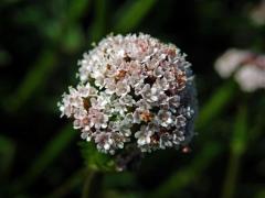 Kozlík dvoudomý (Valeriana dioica L.)