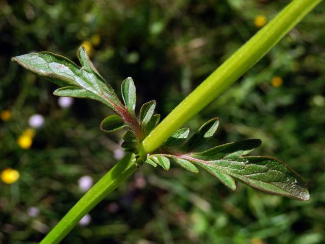 Kozlík dvoudomý (Valeriana dioica L.)