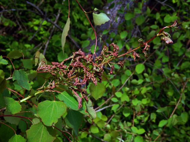 Hálky vlnovníka osikového (Aceria dispar), topol osika