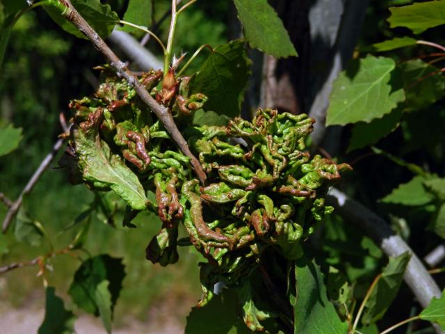 Hálky vlnovníka osikového (Aceria dispar), topol osika