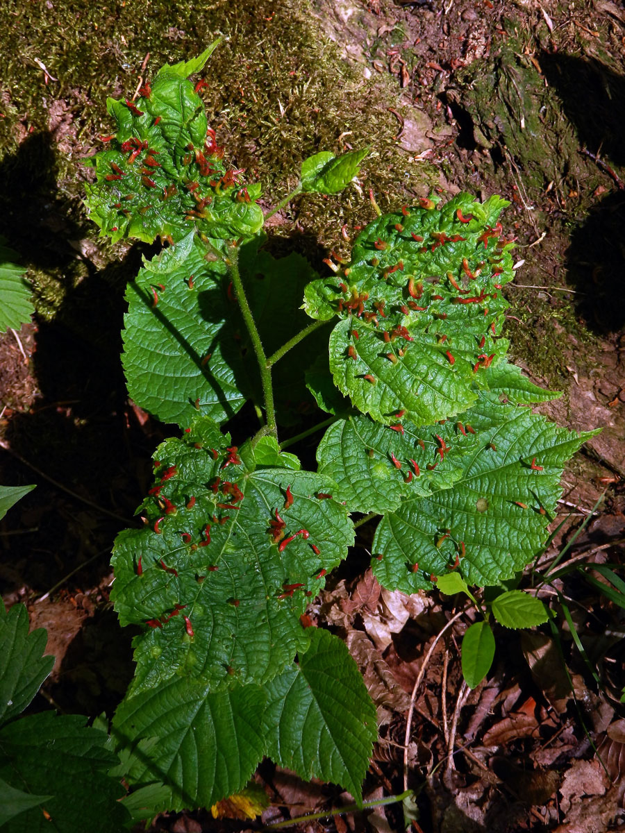 Hálky vlnovníka lipového (Eriophyes tiliae)