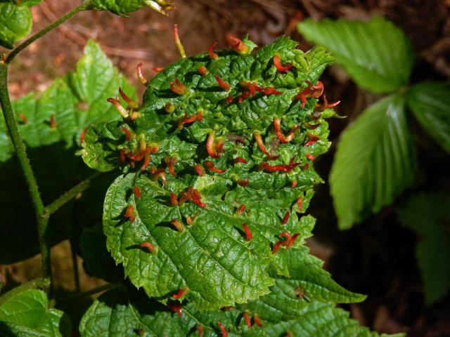 Hálky vlnovníka lipového (Eriophyes tiliae)