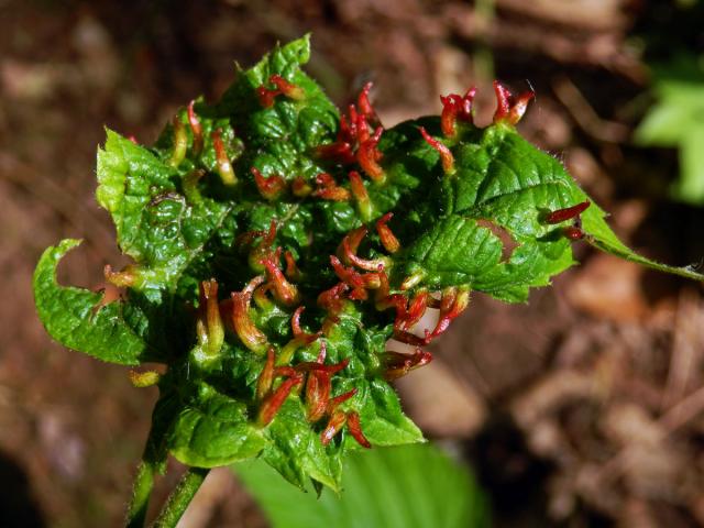 Hálky vlnovníka lipového (Eriophyes tiliae)