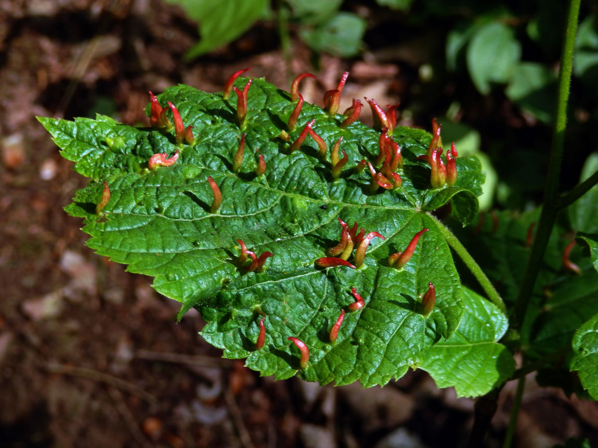 Hálky vlnovníka lipového (Eriophyes tiliae)