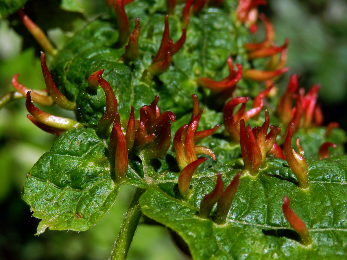 Hálky vlnovníka lipového (Eriophyes tiliae)