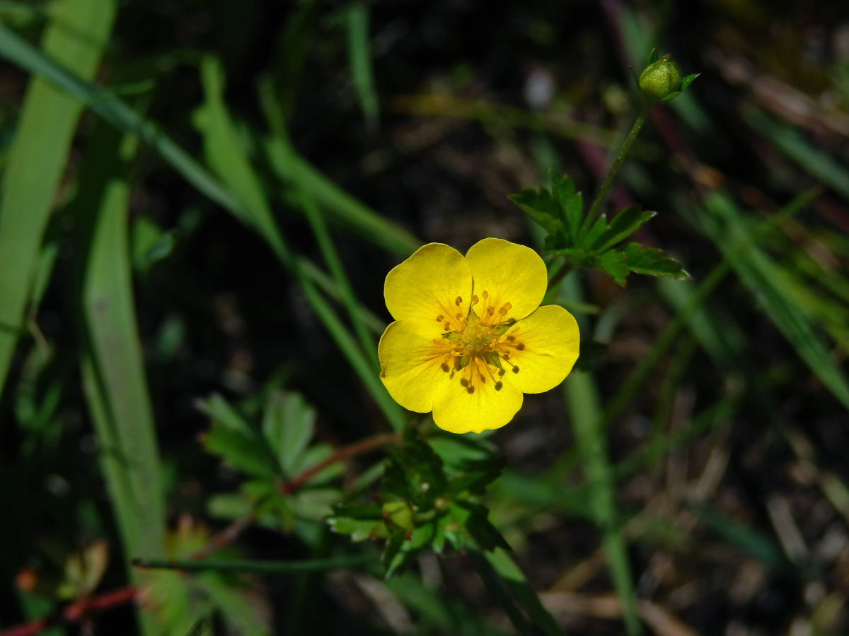 Mochna nátržník (Potentilla erecta (L.) Rauschel) s pětičetným květem (10)