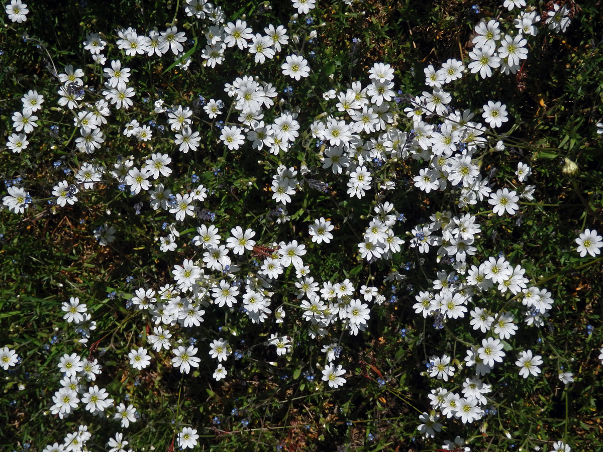 Rožec rolní pravý (Cerastium arvense L. subsp. arvense)