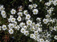 Rožec rolní pravý (Cerastium arvense L. subsp. arvense)