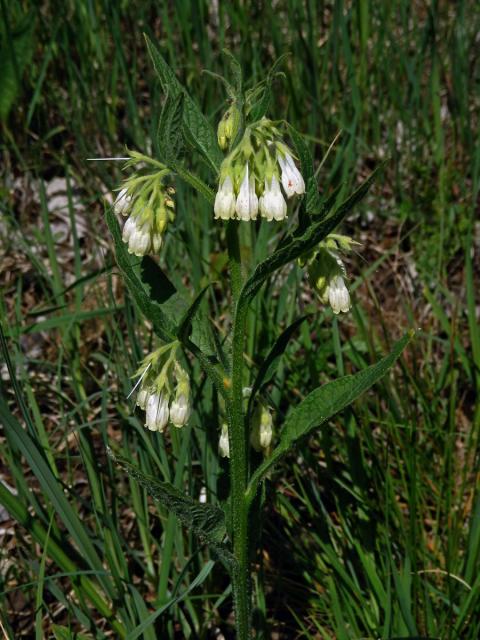 Kostival český (Symphytum bohemicum F. W. Schmidt)