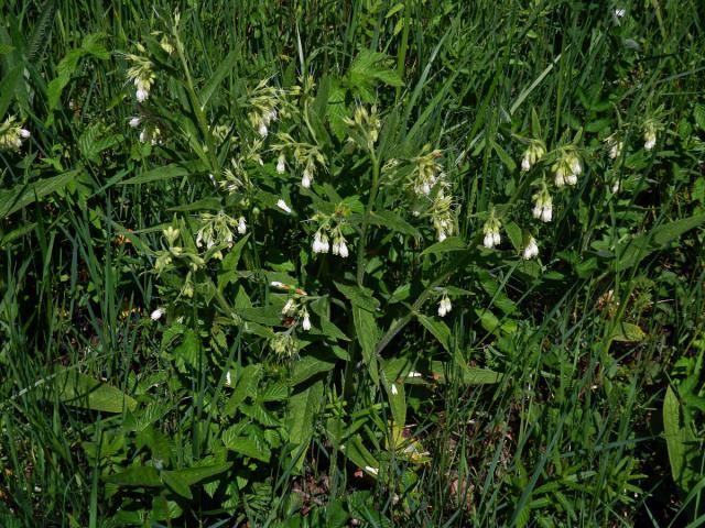 Kostival český (Symphytum bohemicum F. W. Schmidt)