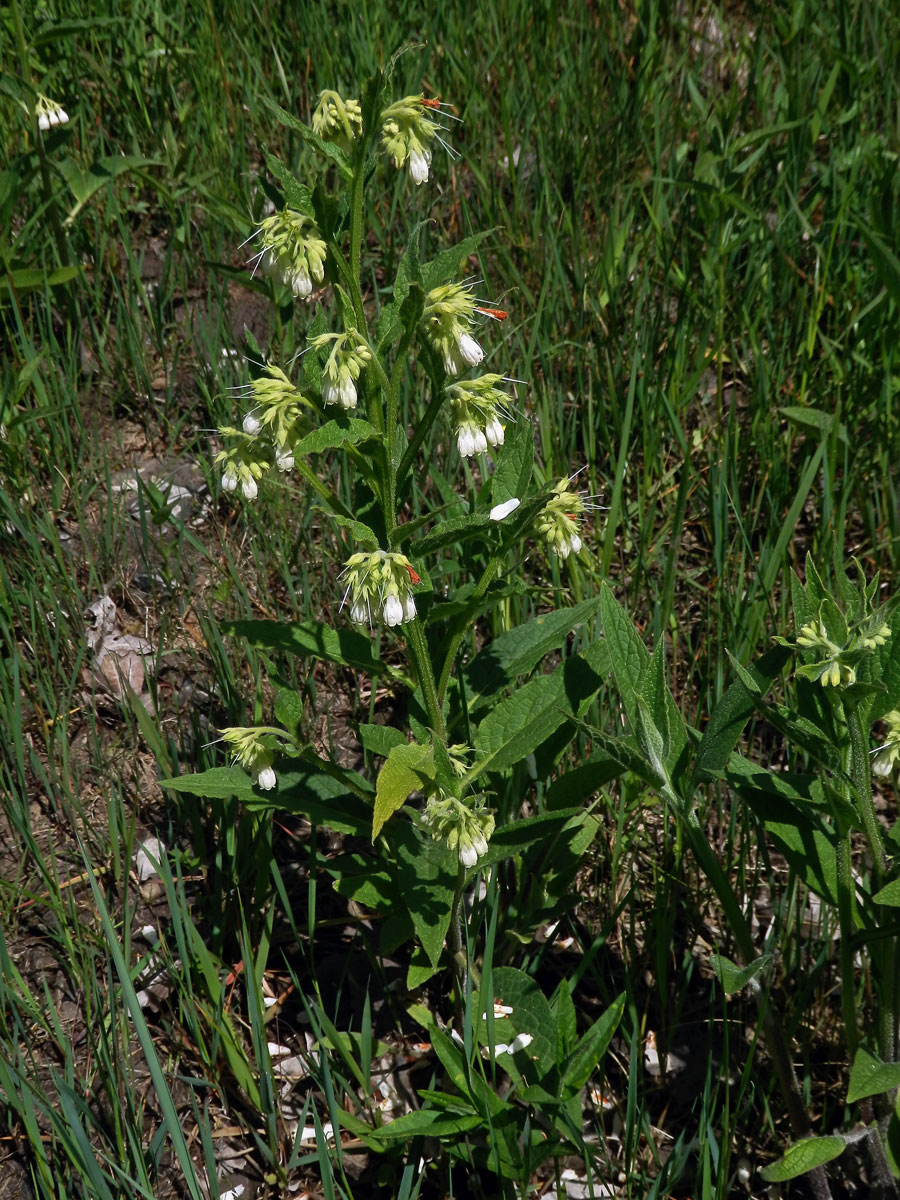 Kostival český (Symphytum bohemicum F. W. Schmidt)