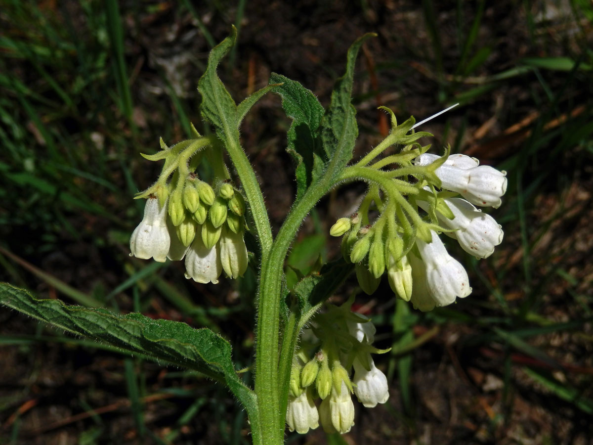 Kostival český (Symphytum bohemicum F. W. Schmidt)