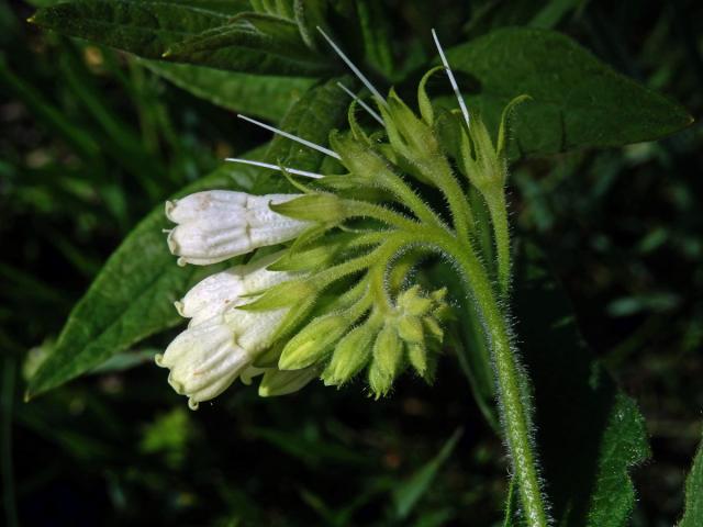 Kostival český (Symphytum bohemicum F. W. Schmidt)