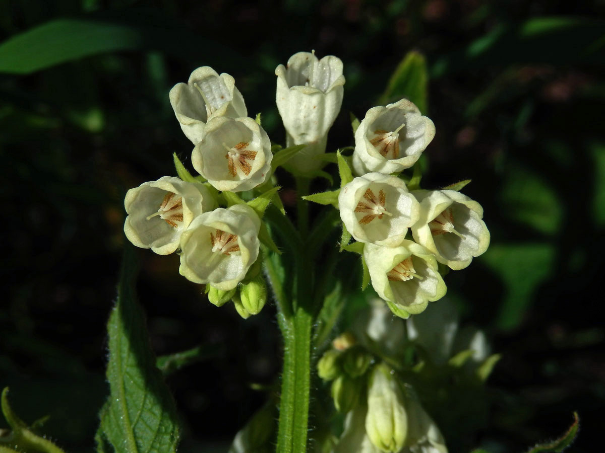 Kostival český (Symphytum bohemicum F. W. Schmidt)