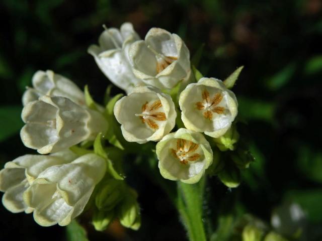 Kostival český (Symphytum bohemicum F. W. Schmidt)