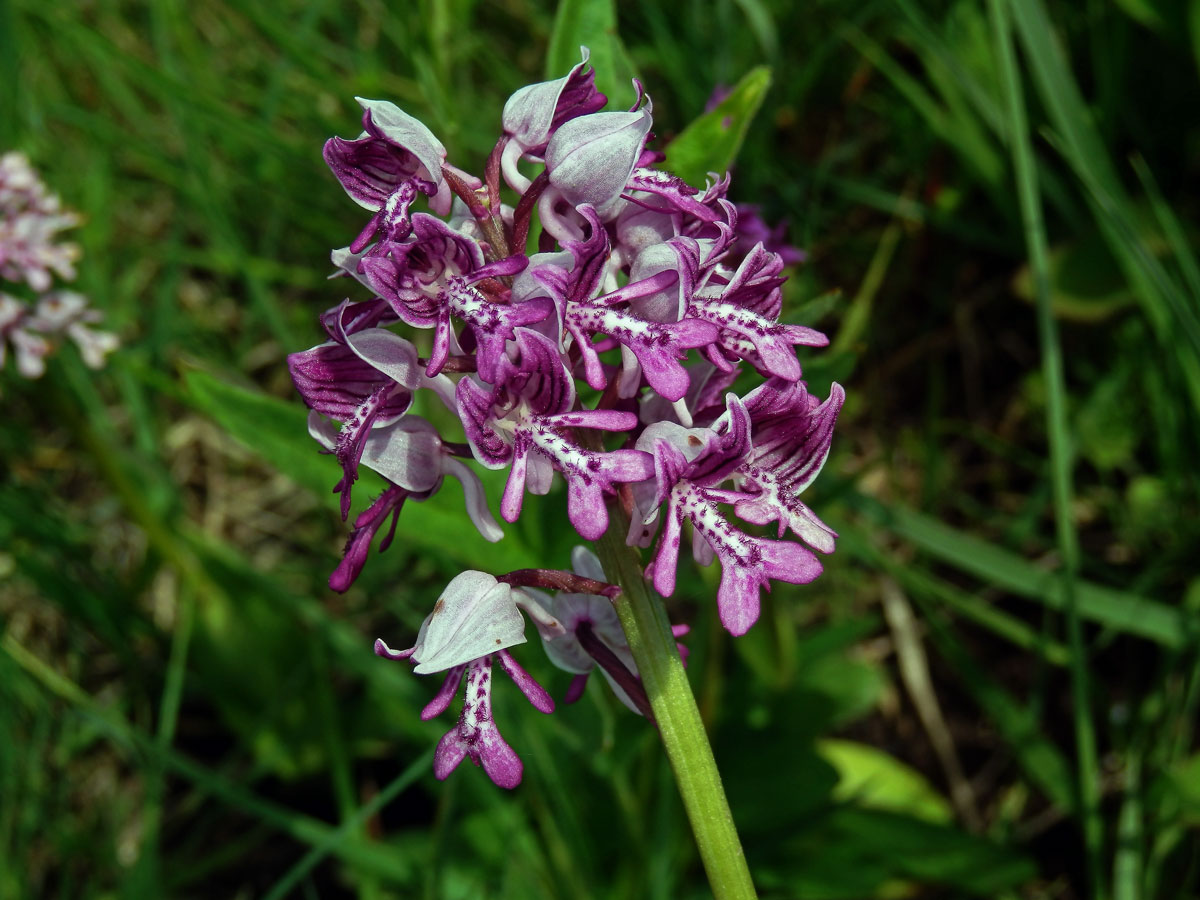 Vstavač vojenský (Orchis militaris L.)