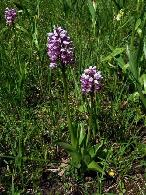 Vstavač vojenský (Orchis militaris L.)