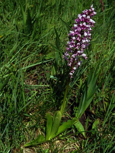 Vstavač vojenský (Orchis militaris L.)