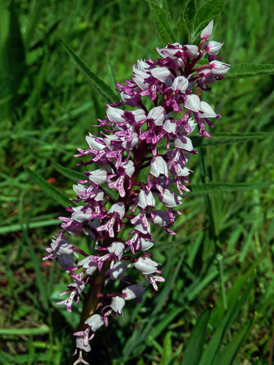 Vstavač vojenský (Orchis militaris L.)