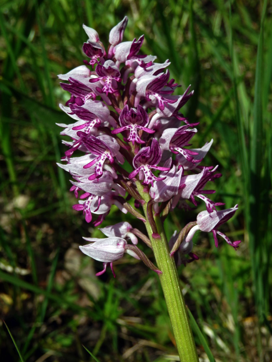 Vstavač vojenský (Orchis militaris L.)