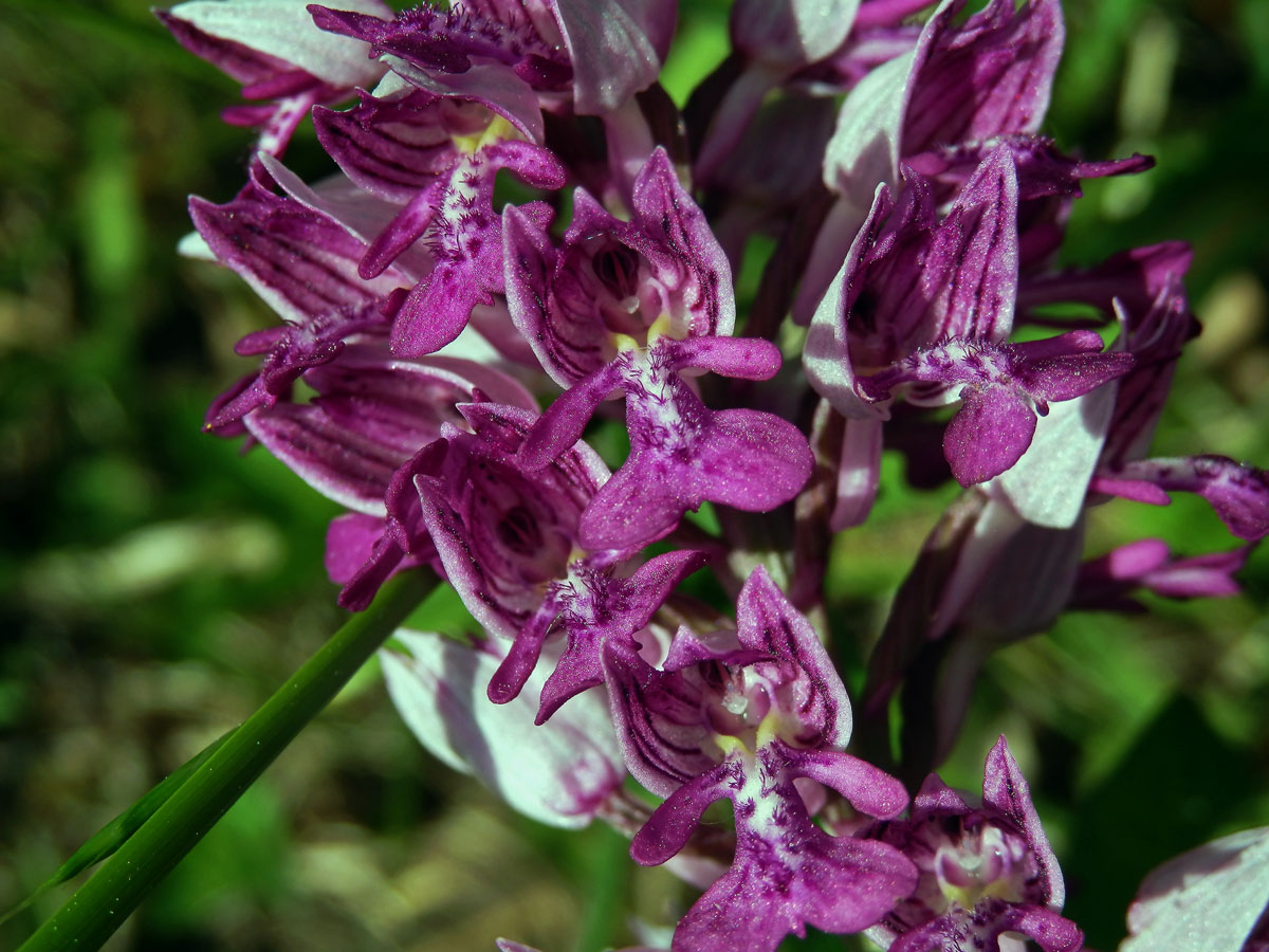 Vstavač vojenský (Orchis militaris L.)