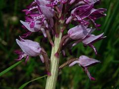 Vstavač vojenský (Orchis militaris L.)