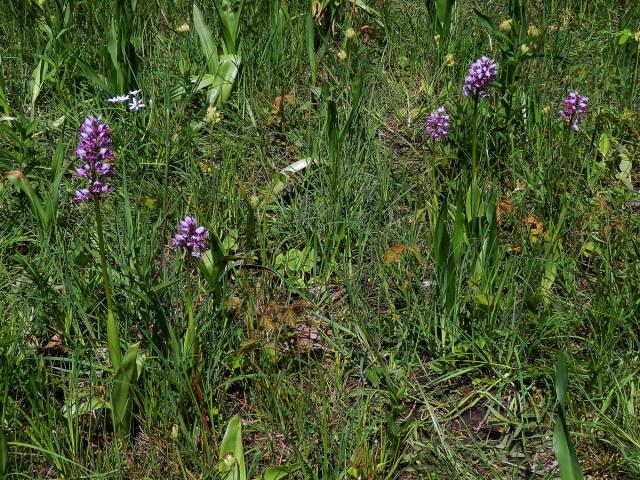 Vstavač vojenský (Orchis militaris L.)