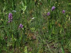 Vstavač vojenský (Orchis militaris L.)