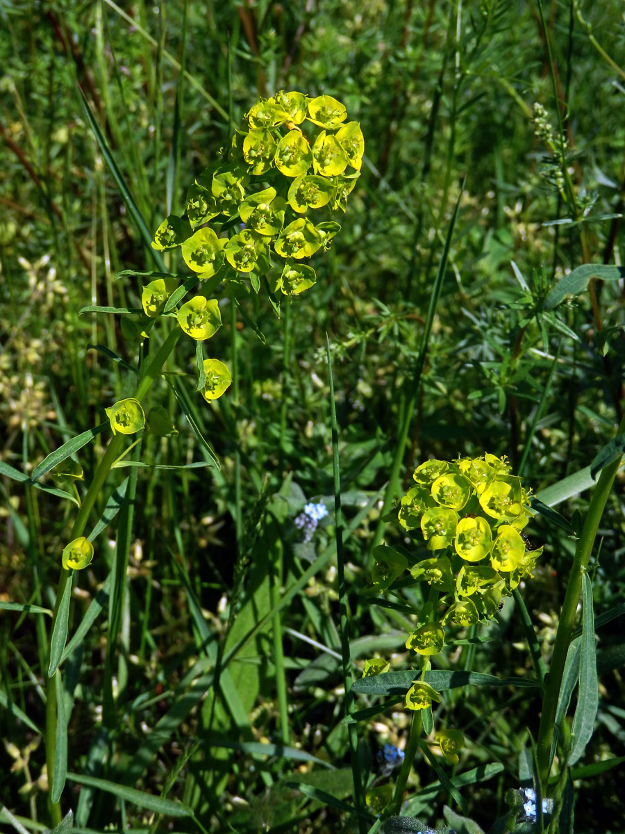 Pryšec obecný (Euphorbia esula L.)