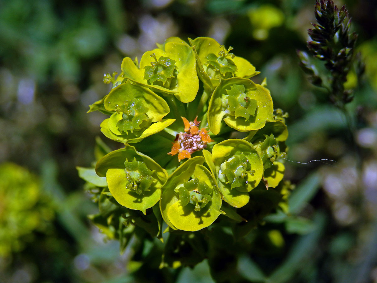 Pryšec obecný (Euphorbia esula L.)