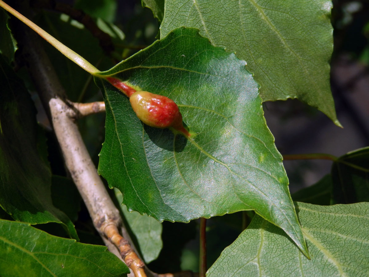 Hálky dutilky mrkvové (Pemphigus phenax); topol černý