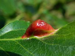 Hálky dutilky mrkvové (Pemphigus phenax); topol černý