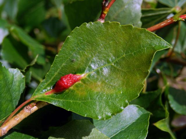 Hálky dutilky mrkvové (Pemphigus phenax); topol černý