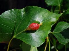 Hálky dutilky mrkvové (Pemphigus phenax); topol černý