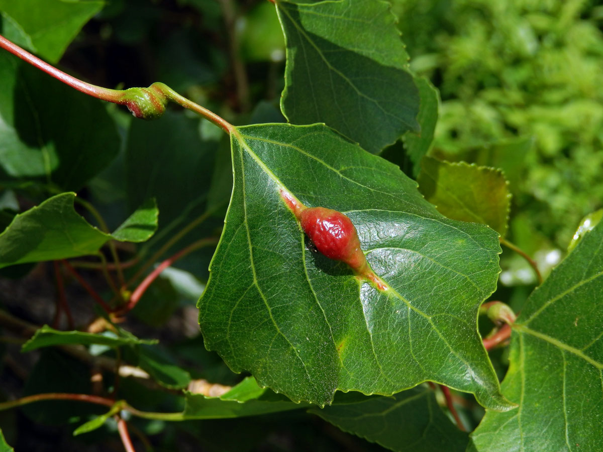 Hálky dutilky mrkvové (Pemphigus phenax); topol černý