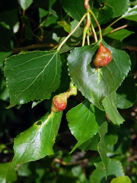 Hálky dutilky mrkvové (Pemphigus phenax); topol černý